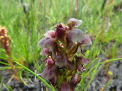 Disa obtusa