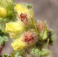 Hermannia conglomerata