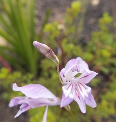 Gladiolus permeabilis permeabilis
