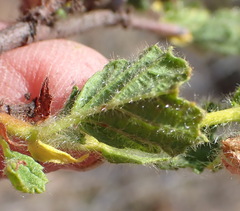 Hermannia conglomerata