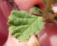 Hermannia conglomerata