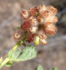Hermannia conglomerata