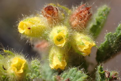 Hermannia conglomerata