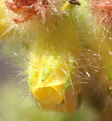 Hermannia conglomerata