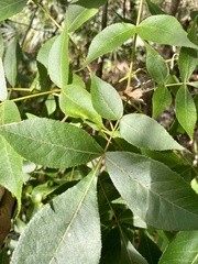 Carya glabra