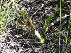 Sarracenia minor