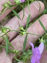 Agalinis fasciculata