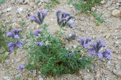Phacelia tanacetifolia