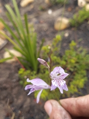 Gladiolus permeabilis permeabilis