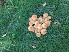 Hypholoma fasciculare