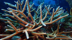 Acropora cervicornis