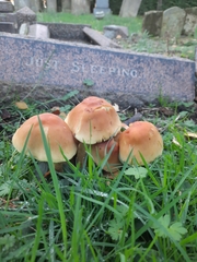Hypholoma fasciculare