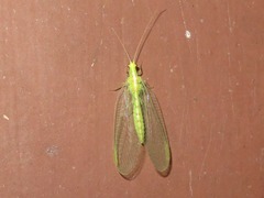 Chrysoperla carnea