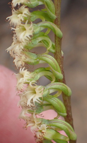Image of Holothrix burchellii by (c) Nicola van Berkel, some rights reserved (CC BY-SA)