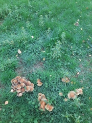 Hypholoma fasciculare