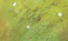 Steromphala cineraria