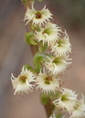 Holothrix burchellii