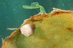 Steromphala cineraria