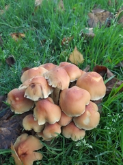 Hypholoma fasciculare