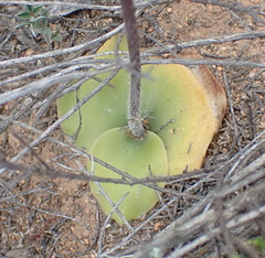 Holothrix burchellii