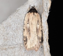 Agonopterix atrodorsella