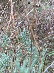 Santolina rosmarinifolia