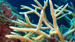 Acropora cervicornis