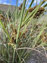Cyperus thunbergii