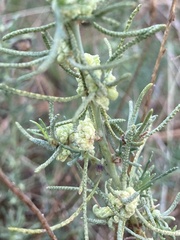 Santolina rosmarinifolia