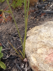 Gladiolus permeabilis permeabilis