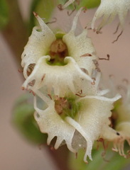 Holothrix burchellii