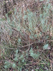 Santolina rosmarinifolia