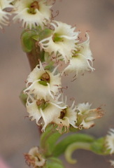 Holothrix burchellii