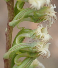 Holothrix burchellii