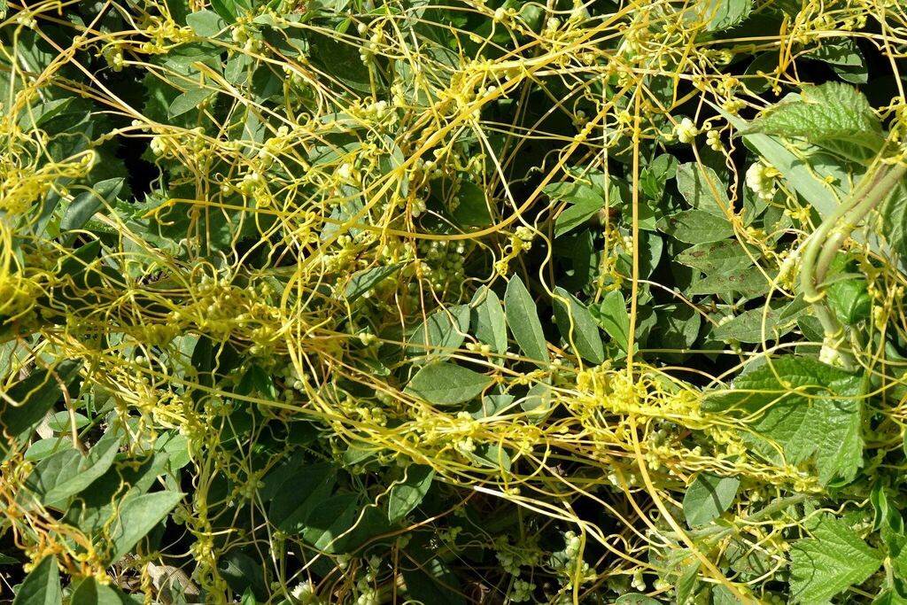 Field Dodder from Славянский р-н, Краснодарский край, Россия on August ...