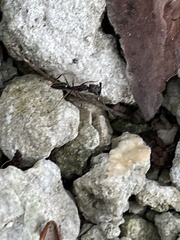 Odontomachus haematodus