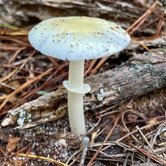 Amanita