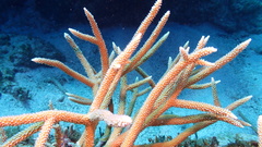 Acropora cervicornis