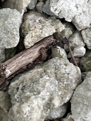 Odontomachus haematodus