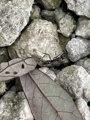 Odontomachus haematodus