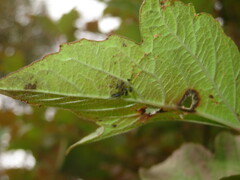 Aphis fabae