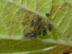 Aphis fabae