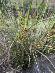 Cyperus thunbergii