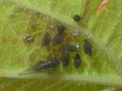 Aphis fabae