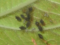 Aphis fabae