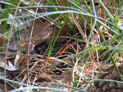 Sistrurus miliarius barbouri