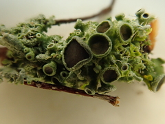 Physcia leptalea