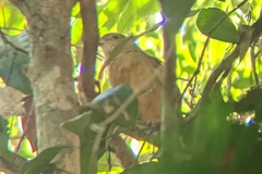 Colluricincla rufogaster