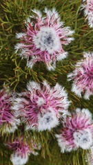 Serruria phylicoides