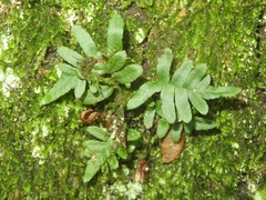 Polypodium vulgare